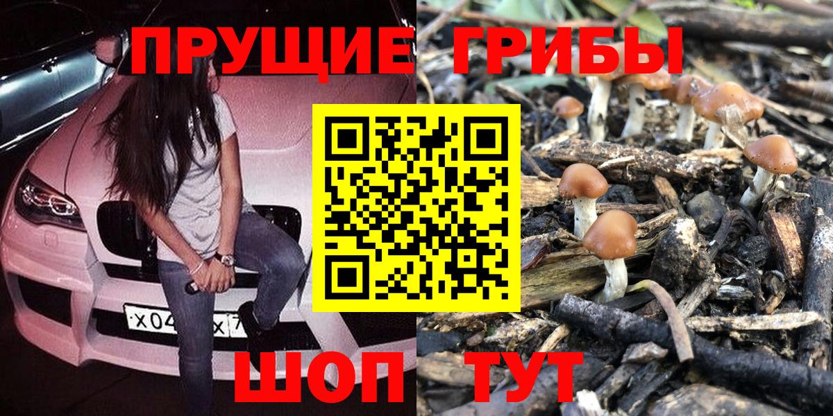 Галлюциногенные грибы Psilocybe Нурлат